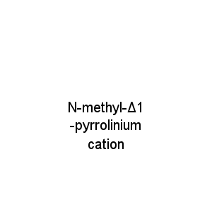 N-methyl-Δ1 -pyrrolinium cation